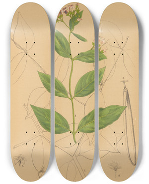 Triptych art skateboard deck of Charles Frederick Millspaugh Medicinal Plants Pl027 by Charles Frederick Millspaugh (1854-1923)