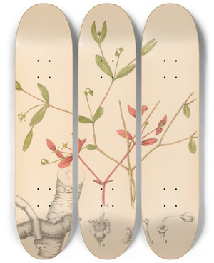 Triptych art skateboard deck of Charles Frederick Millspaugh Medicinal Plants Pl046 by Charles Frederick Millspaugh (1854-1923)