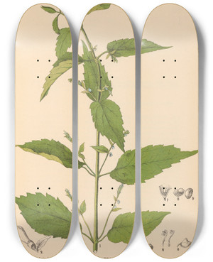 Triptych art skateboard deck of Charles Frederick Millspaugh Medicinal Plants Pl014 by Charles Frederick Millspaugh (1854-1923)