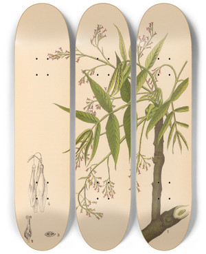 Triptych art skateboard deck of Charles Frederick Millspaugh Medicinal Plants Pl032 by Charles Frederick Millspaugh (1854-1923)