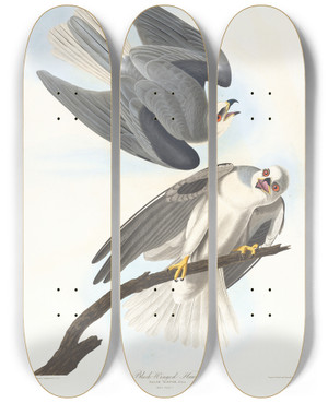 Triptych art skateboard deck of John James Audubon Blackwinged Hawk by John James Audubon (1785-1851)