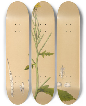 Triptych art skateboard deck of Charles Frederick Millspaugh Medicinal Plants Pl116 by Charles Frederick Millspaugh (1854-1923)