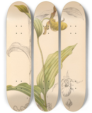 Triptych art skateboard deck of Charles Frederick Millspaugh Medicinal Plants Pl069 by Charles Frederick Millspaugh (1854-1923)