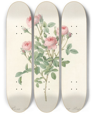 Triptych art skateboard deck of Pierre Joseph Redout Rosa Pomponia by Pierre Joseph Redoute (1759-1840)
