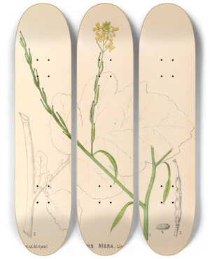 Triptych art skateboard deck of Charles Frederick Millspaugh Medicinal Plants Pl117 by Charles Frederick Millspaugh (1854-1923)