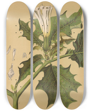 Triptych art skateboard deck of Charles Frederick Millspaugh Medicinal Plants Pl021 by Charles Frederick Millspaugh (1854-1923)