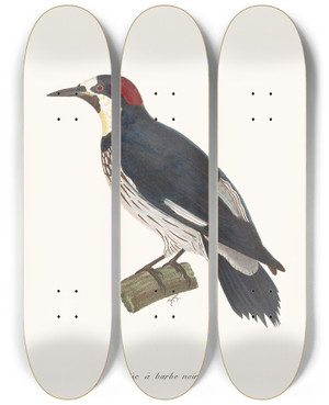 Triptych art skateboard deck of Coenraad Jacob Temminck Pic A Barbe Noire by Coenraad Jacob Temminck (1778-1858)