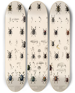 Triptych art skateboard deck of Frederick Ducane Godman Insecta Coleoptera Pl 193 by Frederick Ducane Godman (1834-1919)