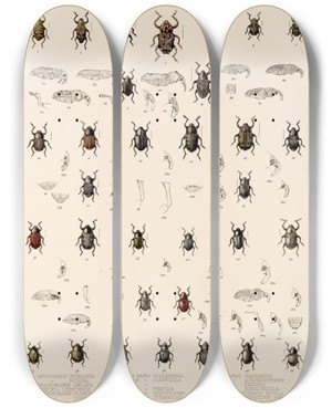 Triptych art skateboard deck of Frederick Ducane Godman Insecta Coleoptera Pl 196 by Frederick Ducane Godman (1834-1919)