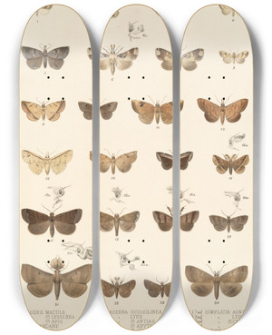 Triptych art skateboard deck of Frederick Ducane Godman Insecta Lepidopteraheterocera Pl 036 by Frederick Ducane Godman (1834-1919)