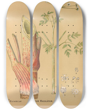 Triptych art skateboard deck of Charles Frederick Millspaugh Medicinal Plants Pl161 by Charles Frederick Millspaugh (1854-1923)