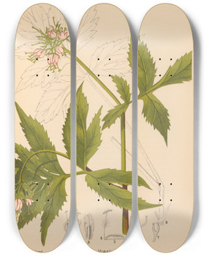Triptych art skateboard deck of Charles Frederick Millspaugh Medicinal Plants Pl016 by Charles Frederick Millspaugh (1854-1923)
