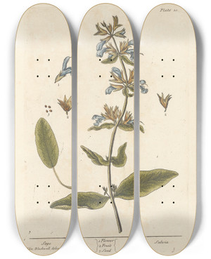 Triptych art skateboard deck of Elizabeth Blackwell Sage by Elizabeth Blackwell (1707-1758)