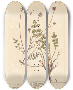 Triptych art skateboard deck of Elizabeth Blackwell Burnet by Elizabeth Blackwell (1707-1758)