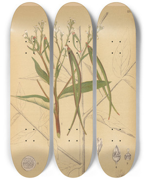Triptych art skateboard deck of Charles Frederick Millspaugh Medicinal Plants Pl028 by Charles Frederick Millspaugh (1854-1923)