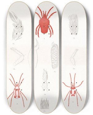 Triptych art skateboard deck of Frederick Ducane Godman Arachnida Acaridea Pl 01 by Frederick Ducane Godman (1834-1919)