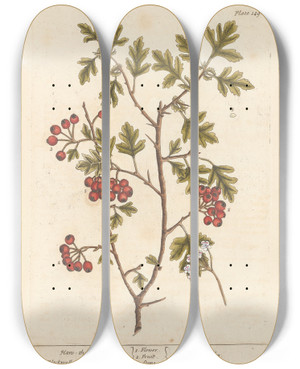 Triptych art skateboard deck of Elizabeth Blackwell Hanthorn by Elizabeth Blackwell (1707-1758)