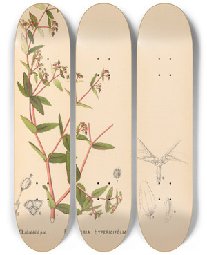 Triptych art skateboard deck of Charles Frederick Millspaugh Medicinal Plants Pl043 by Charles Frederick Millspaugh (1854-1923)