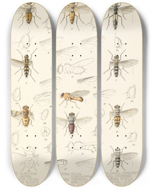 Triptych art skateboard deck of Frederick Ducane Godman Insecta Diptera Pl 12 by Frederick Ducane Godman (1834-1919)