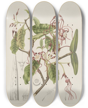 Triptych art skateboard deck of Berthe Hoola Van Nooten Fleurs Fruits Et Feuillages Choisis De Lille De Java Pl25 by Berthe Hoola Van Nooten (1817-1892)