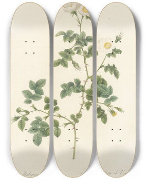 Triptych art skateboard deck of Pierre Joseph Redout Rosa Rubiginosa Vaillantiana by Pierre Joseph Redoute (1759-1840)