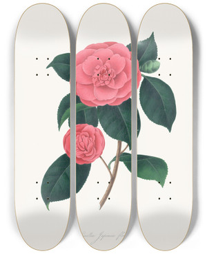 Triptych art skateboard deck of Alfred Chandler Illustrations And Descriptions Of The Plants Which Compose The Natural Order Camellieae Pl28 by Alfred Chandler (1804-1896)