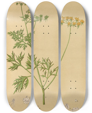 Triptych art skateboard deck of Charles Frederick Millspaugh Medicinal Plants Pl158 by Charles Frederick Millspaugh (1854-1923)