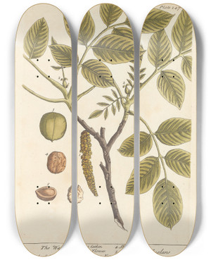 Triptych art skateboard deck of Elizabeth Blackwell The Wallnut by Elizabeth Blackwell (1707-1758)