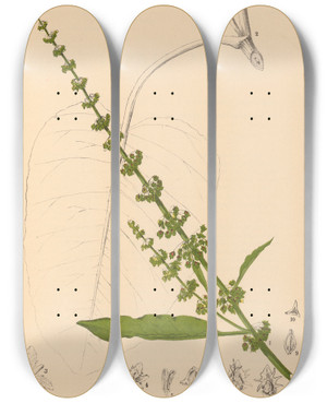 Triptych art skateboard deck of Charles Frederick Millspaugh Medicinal Plants Pl040 by Charles Frederick Millspaugh (1854-1923)