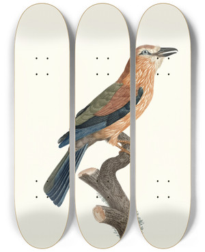 Triptych art skateboard deck of Jacques Barraband Le Rollier Vari Dafrique Jeune Ge by Jacques Barraband (1767-1809)