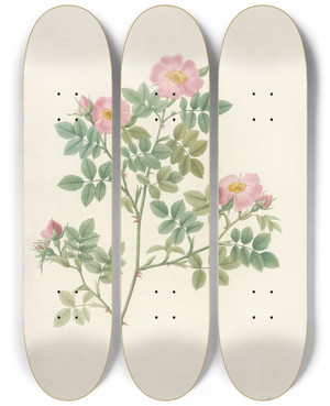 Triptych art skateboard deck of Pierre Joseph Redout Rosa Dumetorum by Pierre Joseph Redoute (1759-1840)