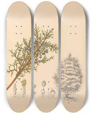 Triptych art skateboard deck of Charles Frederick Millspaugh Medicinal Plants Pl064 by Charles Frederick Millspaugh (1854-1923)