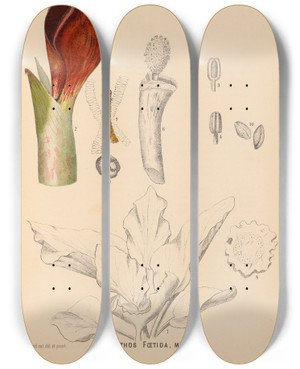 Triptych art skateboard deck of Charles Frederick Millspaugh Medicinal Plants Pl068 by Charles Frederick Millspaugh (1854-1923)