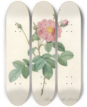 Triptych art skateboard deck of Pierre Joseph Redout Rosa Centifolia Simplex by Pierre Joseph Redoute (1759-1840)