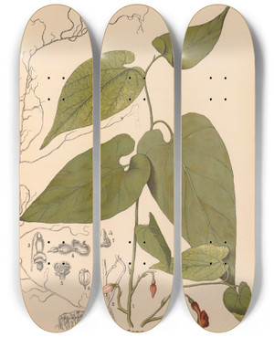 Triptych art skateboard deck of Charles Frederick Millspaugh Medicinal Plants Pl033 by Charles Frederick Millspaugh (1854-1923)