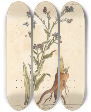 Triptych art skateboard deck of Elizabeth Blackwell Bugloss by Elizabeth Blackwell (1707-1758)