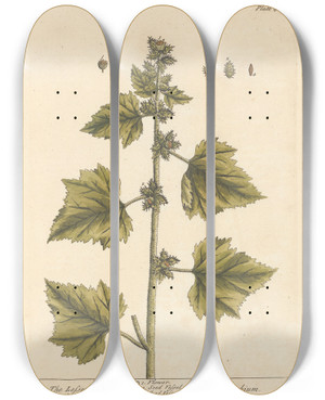 Triptych art skateboard deck of Elizabeth Blackwell The Lesser Burdock by Elizabeth Blackwell (1707-1758)