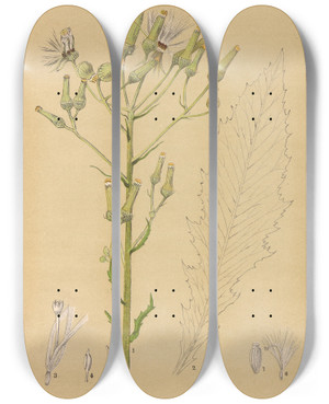 Triptych art skateboard deck of Charles Frederick Millspaugh Medicinal Plants Pl084 by Charles Frederick Millspaugh (1854-1923)