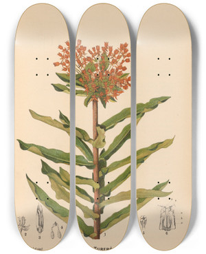 Triptych art skateboard deck of Charles Frederick Millspaugh Medicinal Plants Pl030 by Charles Frederick Millspaugh (1854-1923)