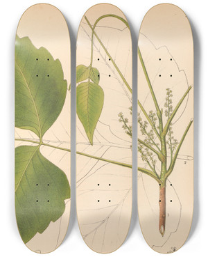 Triptych art skateboard deck of Charles Frederick Millspaugh Medicinal Plants Pl131 by Charles Frederick Millspaugh (1854-1923)