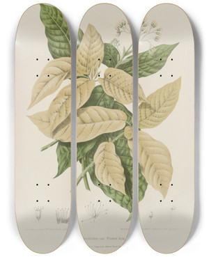Triptych art skateboard deck of Berthe Hoola Van Nooten Fleurs Fruits Et Feuillages Choisis De Lille De Java Pl21 by Berthe Hoola Van Nooten (1817-1892)
