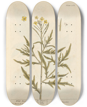 Triptych art skateboard deck of Elizabeth Blackwell Wild Rocket by Elizabeth Blackwell (1707-1758)