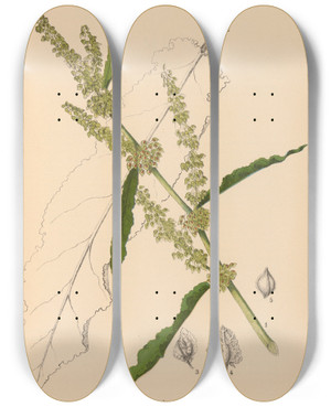 Triptych art skateboard deck of Charles Frederick Millspaugh Medicinal Plants Pl039 by Charles Frederick Millspaugh (1854-1923)