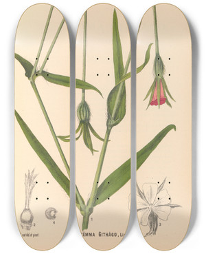 Triptych art skateboard deck of Charles Frederick Millspaugh Medicinal Plants Pl124 by Charles Frederick Millspaugh (1854-1923)