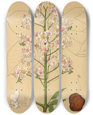 Triptych art skateboard deck of Charles Frederick Millspaugh Medicinal Plants Pl136 by Charles Frederick Millspaugh (1854-1923)