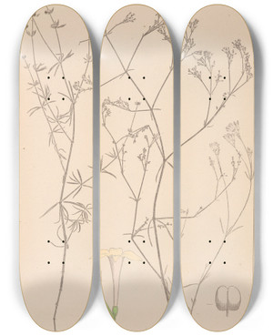 Triptych art skateboard deck of Louis Antoine Cusin Herbier De La Flore Franaise Pl0664 by Louis Antoine Cusin (1824-1901)