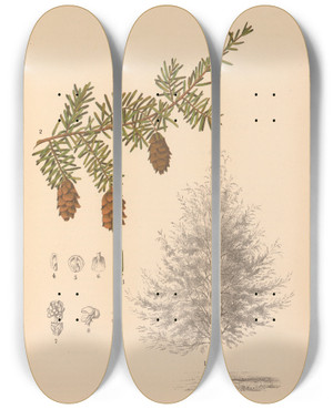 Triptych art skateboard deck of Charles Frederick Millspaugh Medicinal Plants Pl062 by Charles Frederick Millspaugh (1854-1923)