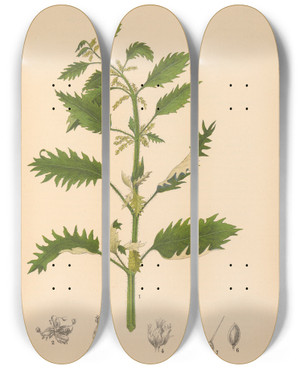 Triptych art skateboard deck of Charles Frederick Millspaugh Medicinal Plants Pl050 by Charles Frederick Millspaugh (1854-1923)