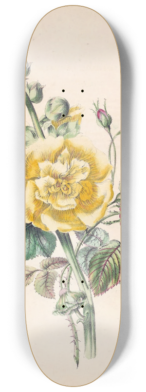 James Ackerman - Hollyhock And China Rose 8.25 inch art skate deck
