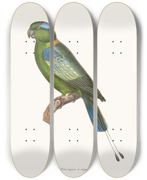 Triptych art skateboard deck of Coenraad Jacob Temminck Perroquet A Raquettes by Coenraad Jacob Temminck (1778-1858)